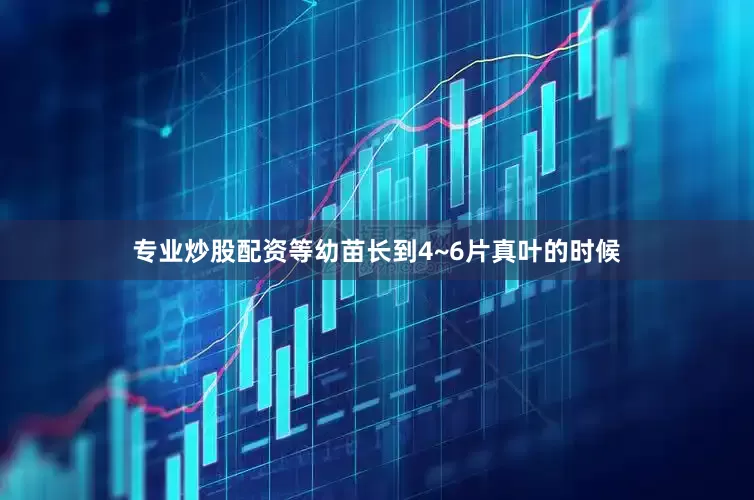 专业炒股配资等幼苗长到4~6片真叶的时候